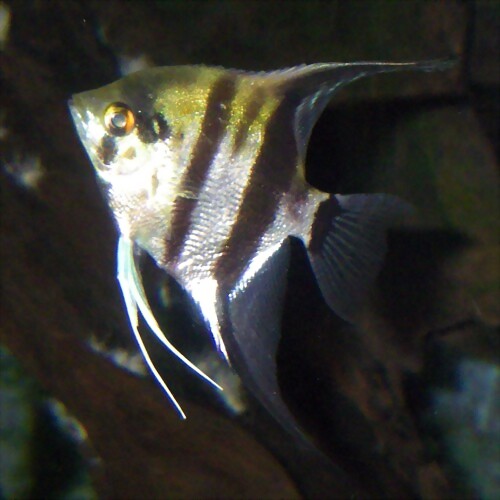 Pterophyllum scalare (8-7-12 Acuario Fluvial de Zaragoza)