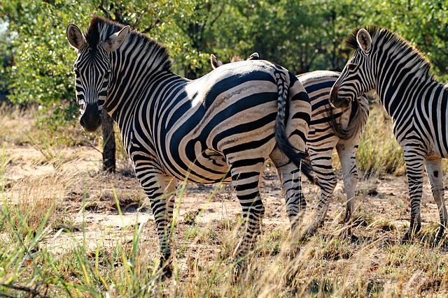 Kruger National Park 28-31 mayo 2009 681 Kruger National Park 28-31 mayo 2009 681