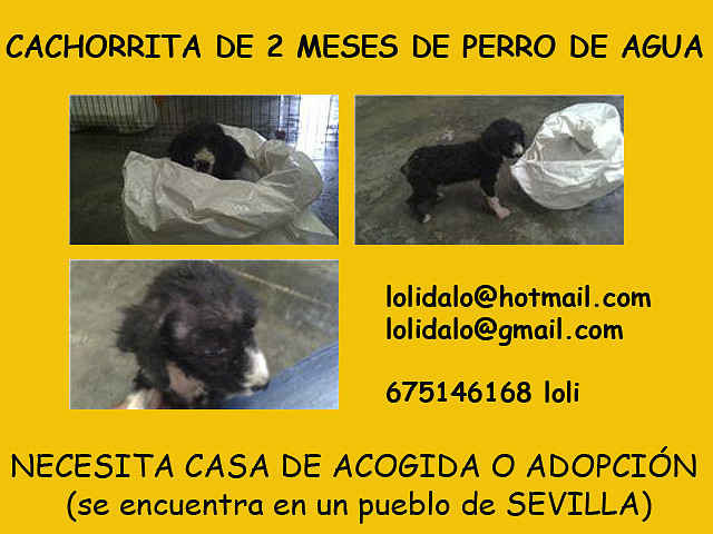 cachorrita 2 meses SEVILLA