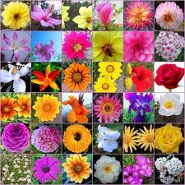 flores flores