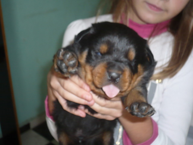 AXEL DEL SIHON (18 DIAS)