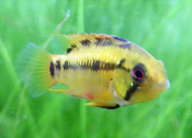 Apistogramma hongsloi 2 Apistogramma hongsloi 2