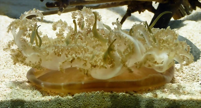 Cassiopea xamachana Cassiopea xamachana