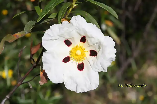 20, flor de la jara, marca