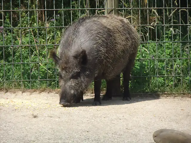 CANTABRIA (cabarceno y zoo de santillana) 365