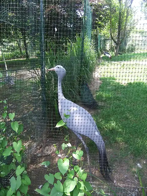 CANTABRIA (cabarceno y zoo de santillana) 560