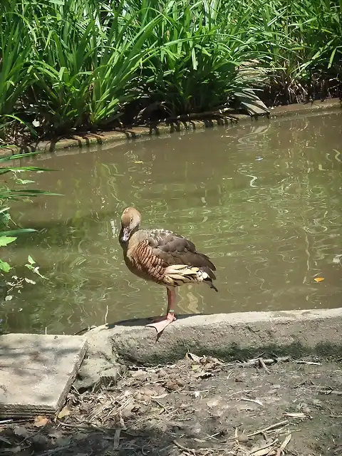 CANTABRIA (cabarceno y zoo de santillana) 549