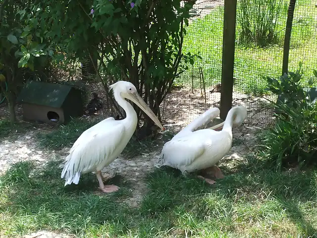 CANTABRIA (cabarceno y zoo de santillana) 554