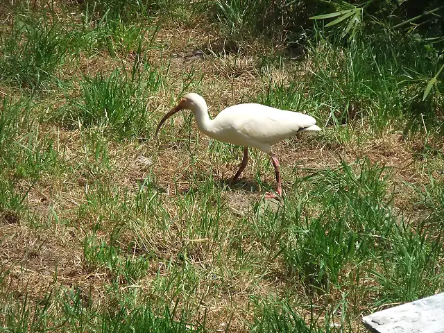 CANTABRIA (cabarceno y zoo de santillana) 557