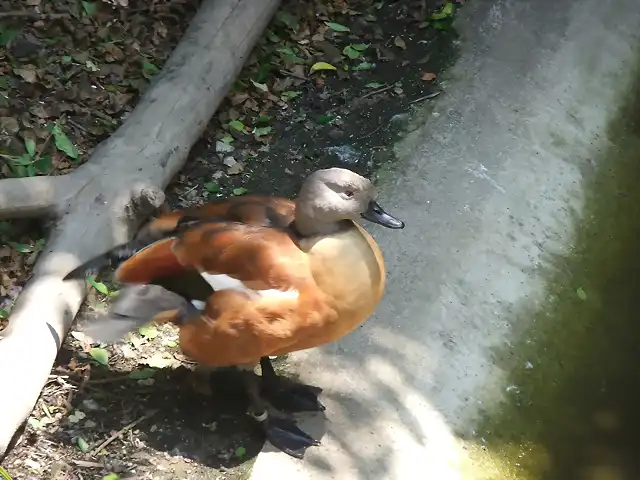 CANTABRIA (cabarceno y zoo de santillana) 541