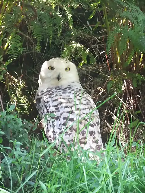 CANTABRIA (cabarceno y zoo de santillana) 419