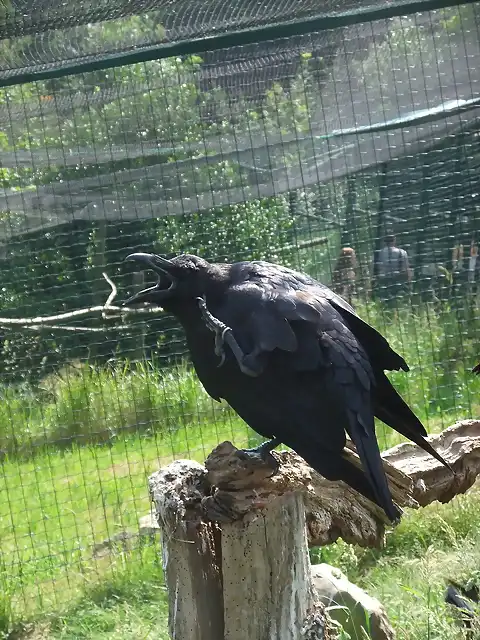 CANTABRIA (cabarceno y zoo de santillana) 358