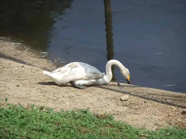 CANTABRIA (cabarceno y zoo de santillana) 382