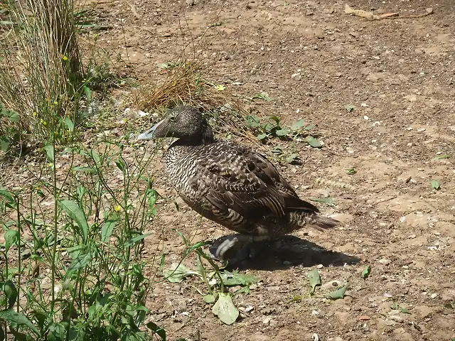 CANTABRIA (cabarceno y zoo de santillana) 483