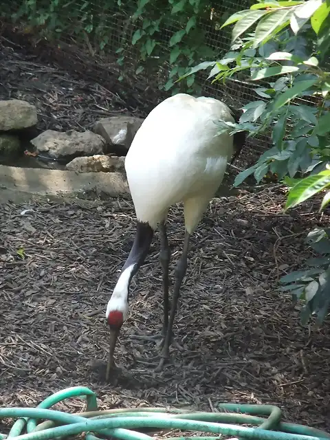 CANTABRIA (cabarceno y zoo de santillana) 563