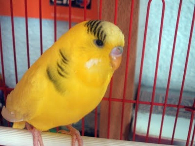 Pio de collar