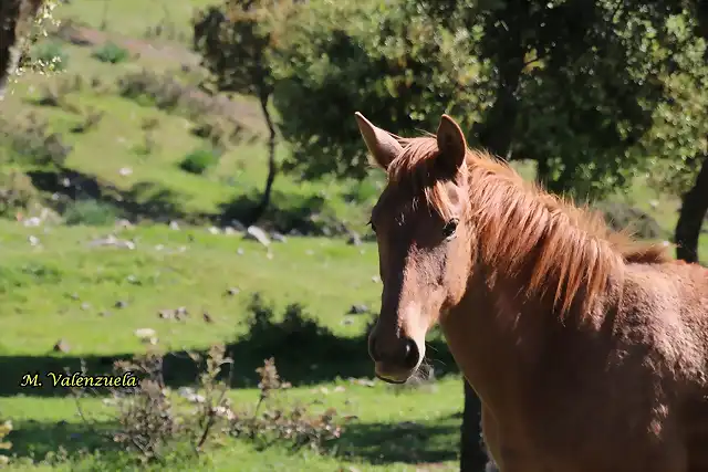 17, retrato de caballo