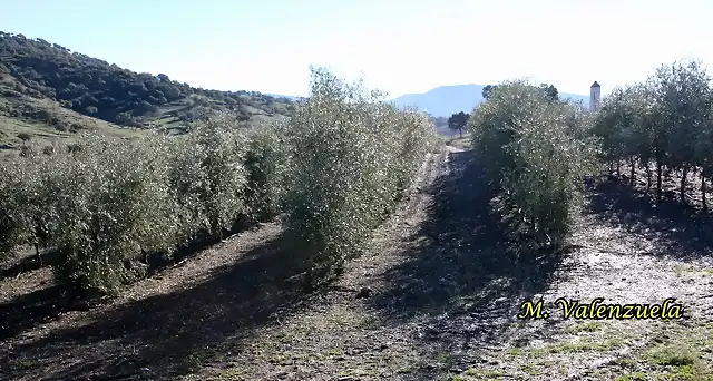 12, arbequina en la parrilla, marca