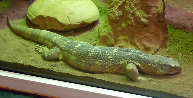 Varanus albigularis (31-7-21 Oasys Mini Hollywood) Varanus albigularis (31-7-21 Oasys Mini Hollywood)