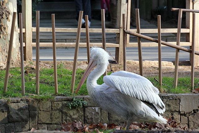 Zoo de Barcelona 03-01-12 002 Zoo de Barcelona 03-01-12 002