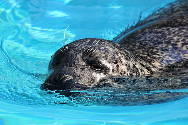 Zoo de Barcelona 03-01-12 027 Zoo de Barcelona 03-01-12 027