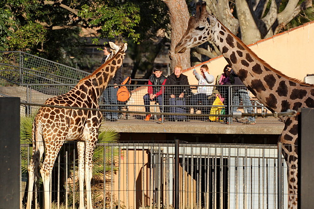 Zoo de Barcelona 03-01-12 155 Zoo de Barcelona 03-01-12 155