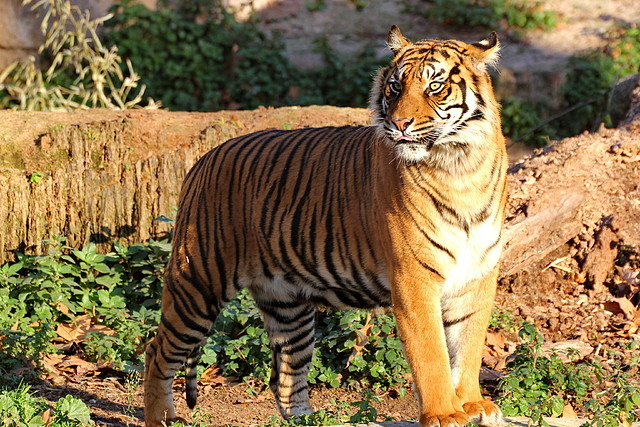 Zoo de Barcelona 03-01-12 288 Zoo de Barcelona 03-01-12 288