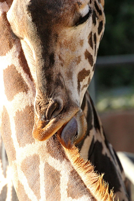 Zoo de Barcelona 03-01-12 088 Zoo de Barcelona 03-01-12 088