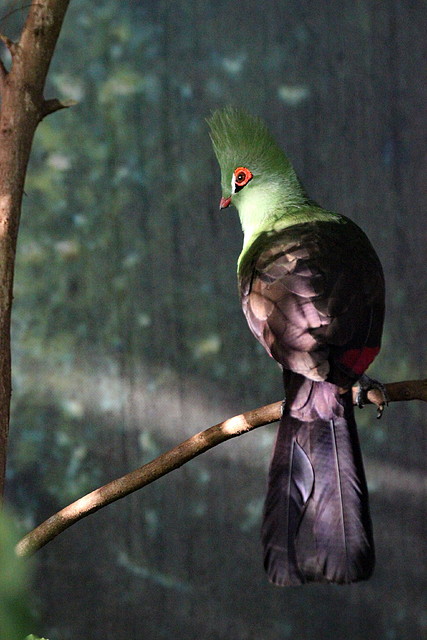 Zoo de Barcelona 03-01-12 185 Zoo de Barcelona 03-01-12 185