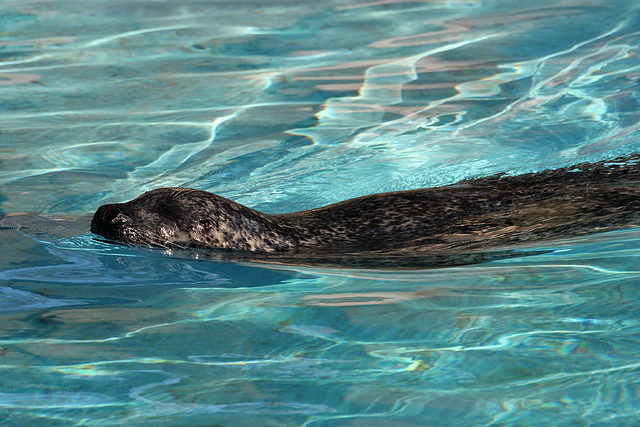 Zoo de Barcelona 03-01-12 046 Zoo de Barcelona 03-01-12 046