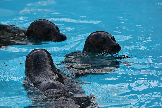 Zoo de Barcelona 03-01-12 038 Zoo de Barcelona 03-01-12 038