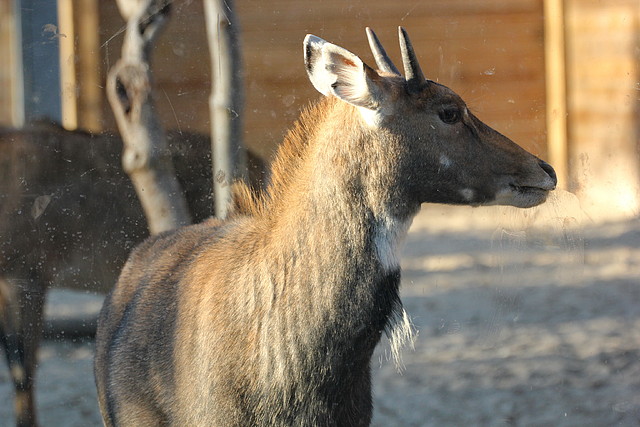 Zoo de Barcelona 03-01-12 259 Zoo de Barcelona 03-01-12 259