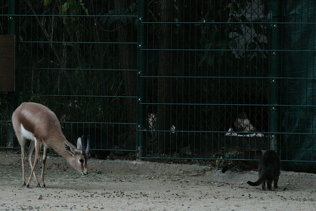 Zoo de Barcelona 25-11-10 665 Zoo de Barcelona 25-11-10 665