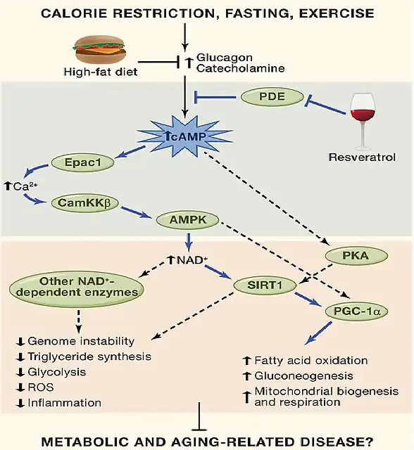 reveratrol y pde