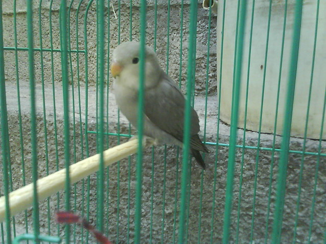 Aviario Sioux