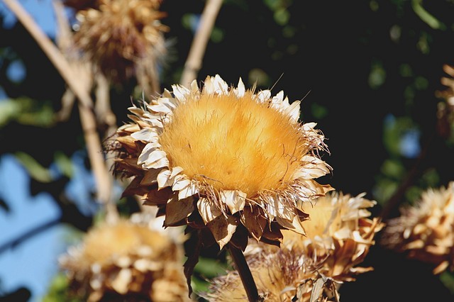 009, naturaleza muerta