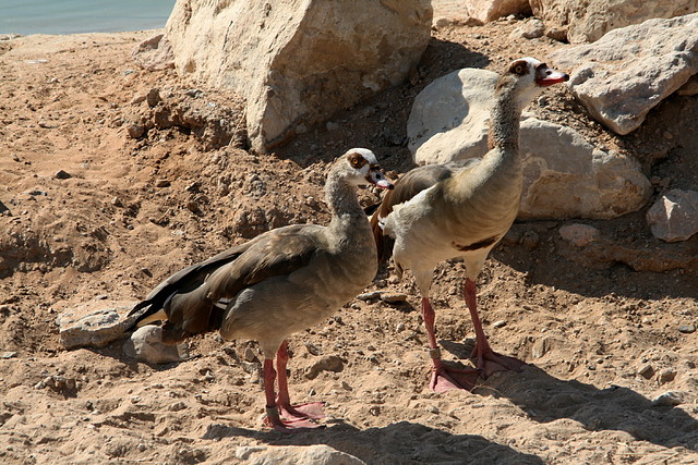 Al Ain Zoo - Atlantis - 19-12-08 042 Al Ain Zoo - Atlantis - 19-12-08 042