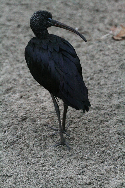 Zoo de Barcelona 27-11-2010 1208 Zoo de Barcelona 27-11-2010 1208