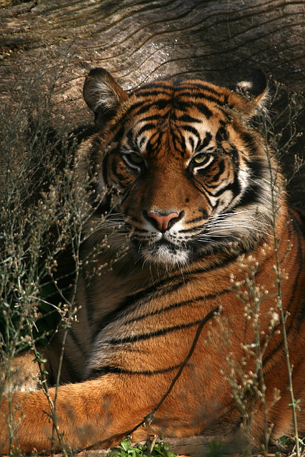 Zoo de Barcelona 28-11-2010 101 Zoo de Barcelona 28-11-2010 101