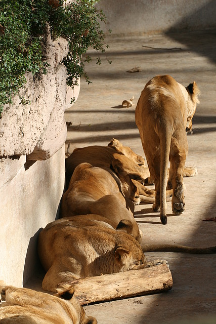 Zoo de Barcelona 28-11-2010 049 Zoo de Barcelona 28-11-2010 049