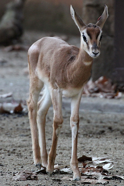 Zoo Barcelona 23-11-11 i 25-11-11 655 Zoo Barcelona 23-11-11 i 25-11-11 655