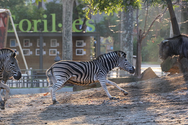 Zoo Barcelona 23-11-11 i 25-11-11 850