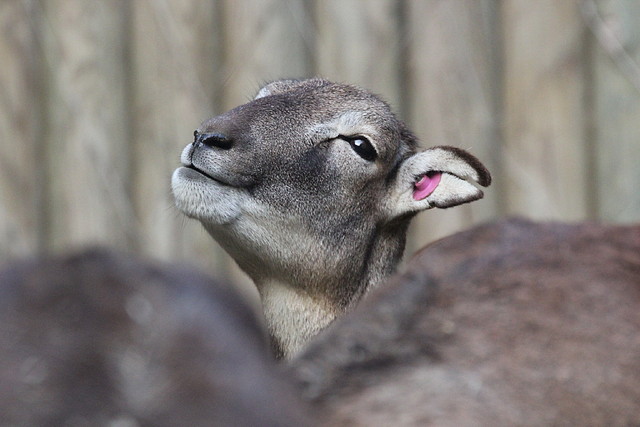 Zoo Barcelona 27-11-11 197