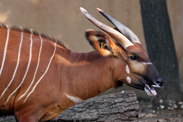 Zoo Barcelona 23-11-11 i 25-11-11 721 Zoo Barcelona 23-11-11 i 25-11-11 721