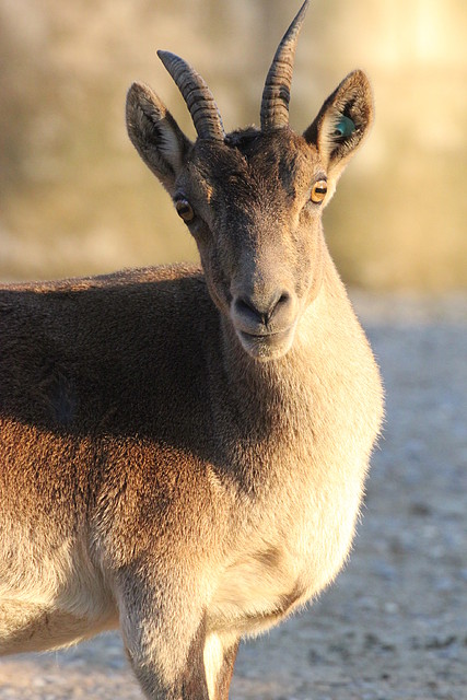 Zoo Barcelona 23-11-11 i 25-11-11 915