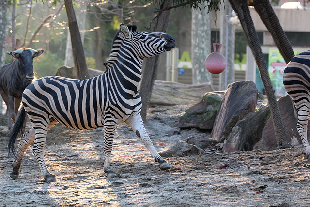 Zoo Barcelona 23-11-11 i 25-11-11 858