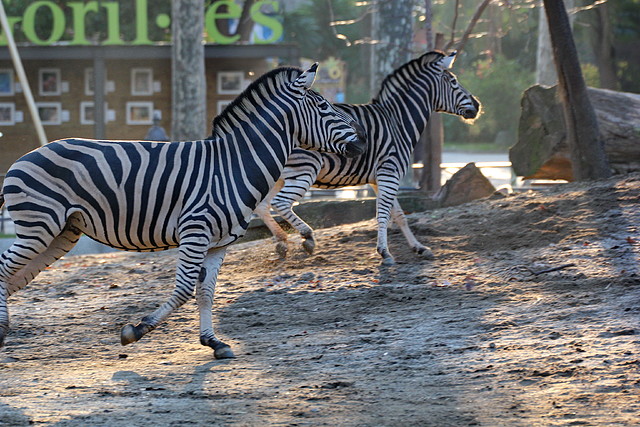 Zoo Barcelona 23-11-11 i 25-11-11 876