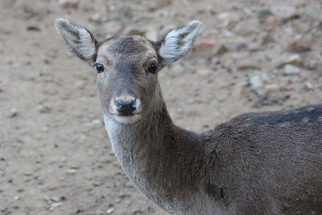 Zoo Barcelona 27-11-11 212
