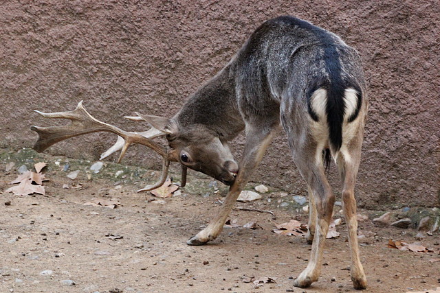 Zoo Barcelona 27-11-11 226
