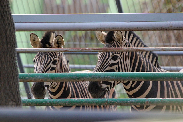 Zoo Barcelona 27-11-11 146 Zoo Barcelona 27-11-11 146